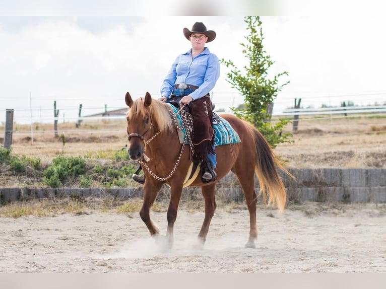 Haflinger Mix Mare 19 years 14 hh Chestnut-Red in Nidderau