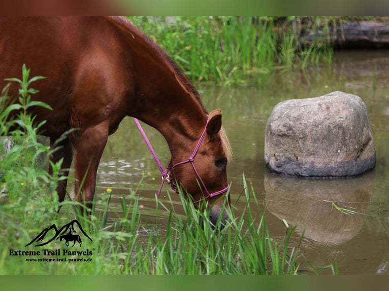 Haflinger Mix Mare 19 years 14 hh Chestnut-Red in Nidderau