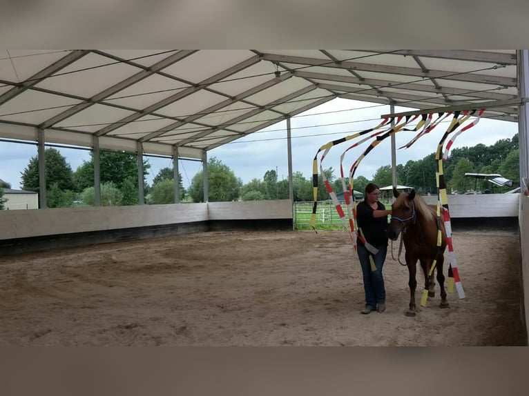 Haflinger Mix Mare 19 years 14 hh Chestnut-Red in Nidderau
