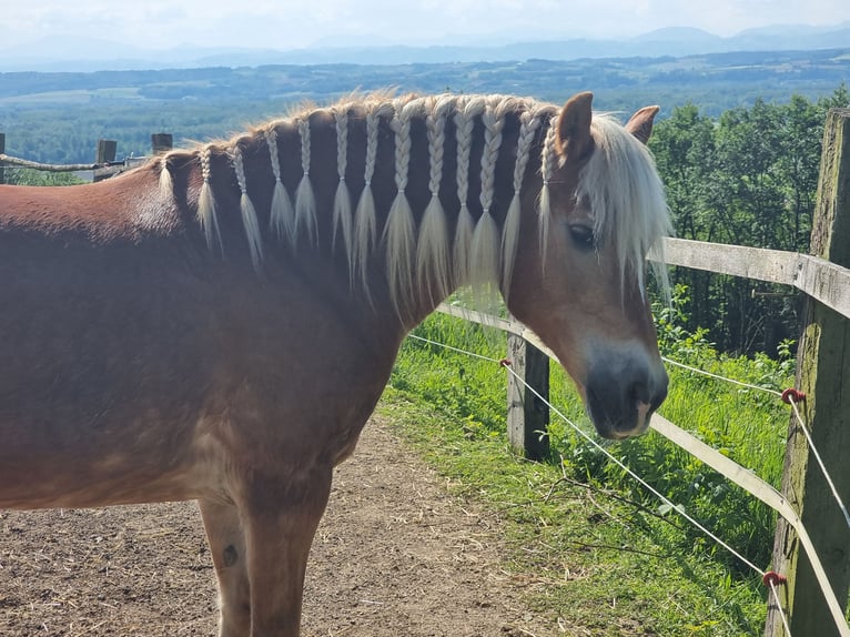 Haflinger Mare 19 years 14,2 hh Sorrel in Baumgartenberg