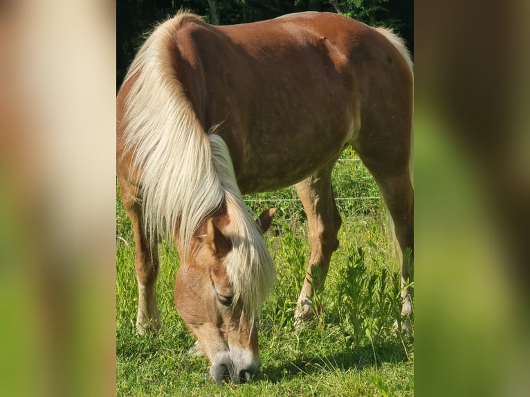Haflinger Mare 19 years 14,2 hh Sorrel in Baumgartenberg
