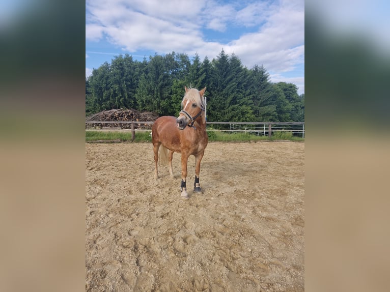 Haflinger Mare 19 years 14,2 hh Sorrel in Baumgartenberg