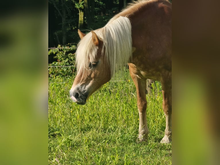 Haflinger Mare 19 years 14,2 hh Sorrel in Baumgartenberg