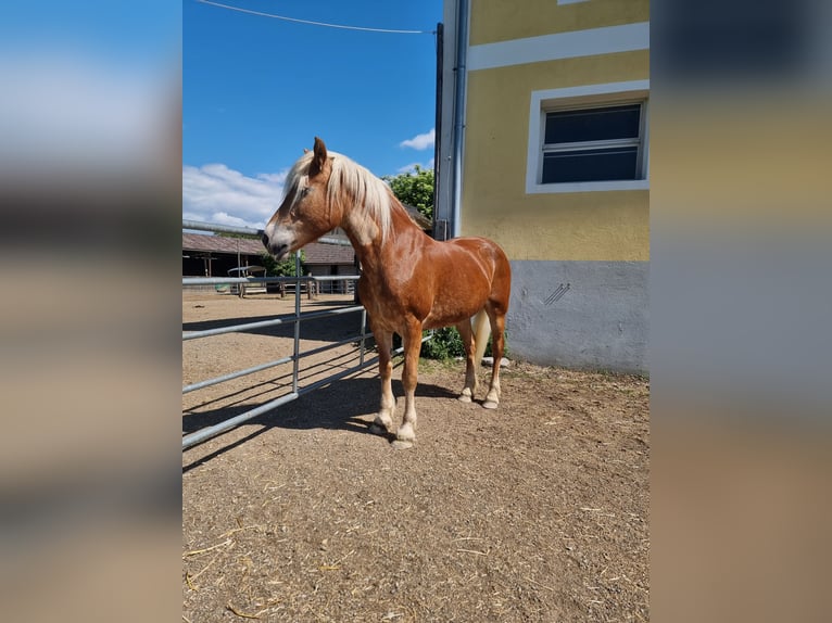 Haflinger Mare 19 years 14,2 hh Sorrel in Baumgartenberg