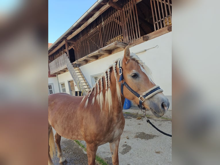Haflinger Mare 19 years 14,2 hh Sorrel in Baumgartenberg