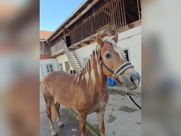 Haflinger Mare 19 years 14,2 hh Sorrel in Baumgartenberg