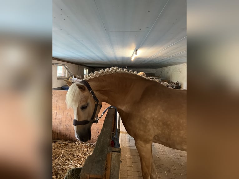 Haflinger Mare 19 years 14,3 hh in Bruchhausen-Vilsen