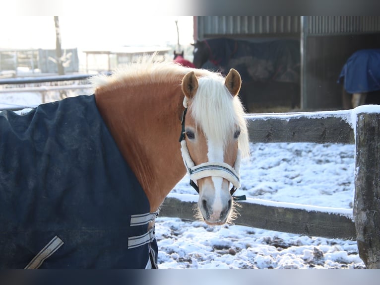 Haflinger Mare 19 years 14,3 hh Palomino in Bruchhausen-Vilsen