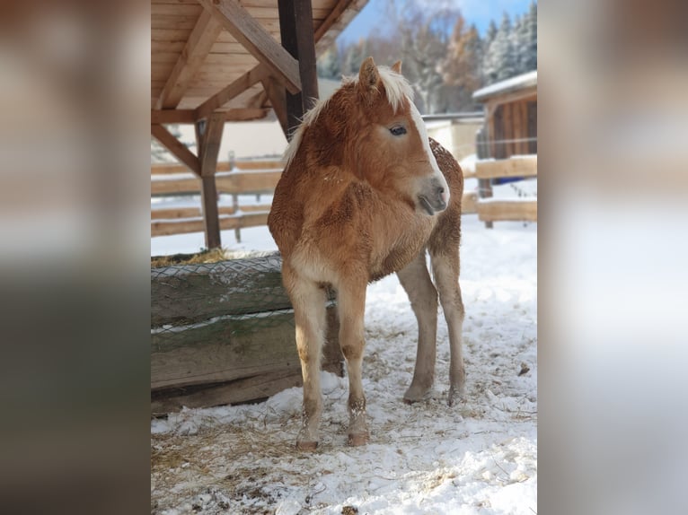 Haflinger Mix Mare 1 year 13,1 hh in Berga- Wünschendorf