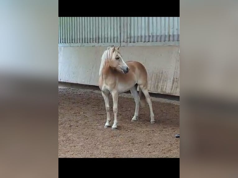 Haflinger Mare 1 year 13,2 hh in Lauchheim