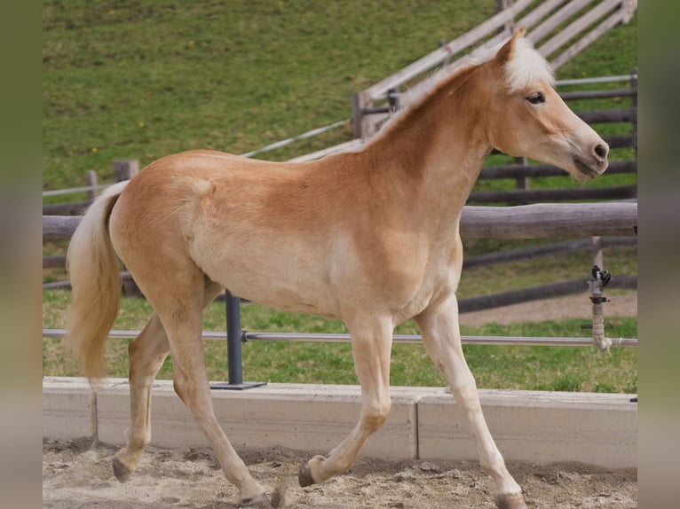 Haflinger Mare 1 year 13.2 hh  in Steinach