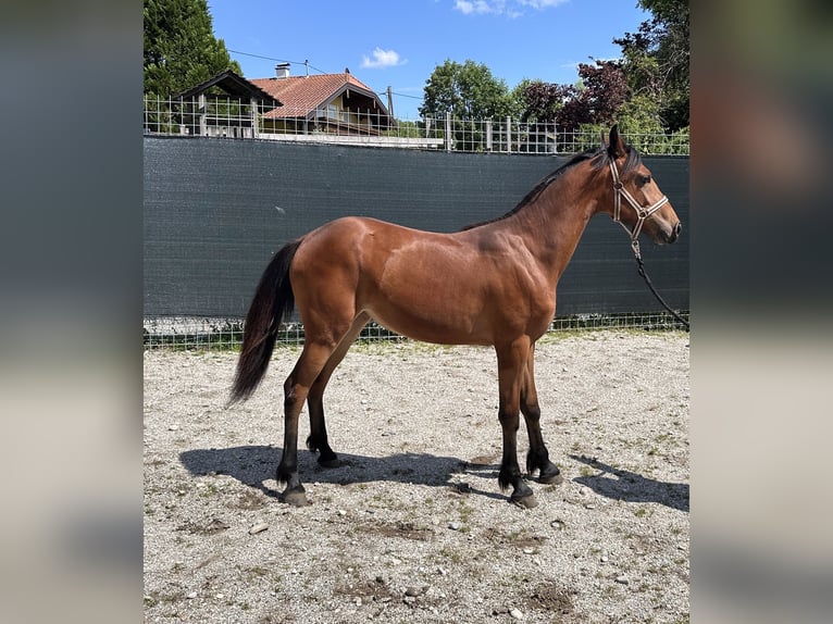 Haflinger Mix Mare 1 year 13,2 hh Brown-Light in Feldkirchen bei Mattighofen