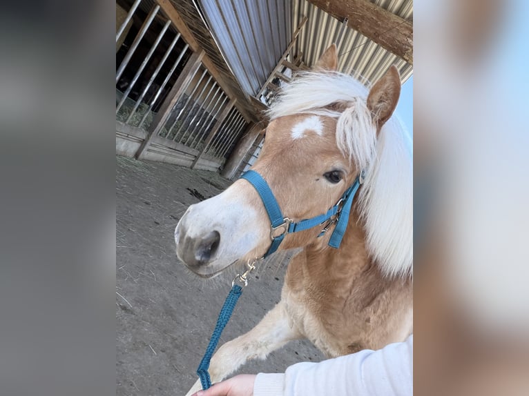 Haflinger Mare 1 year 13.2 hh Chestnut-Red in Weinfelden