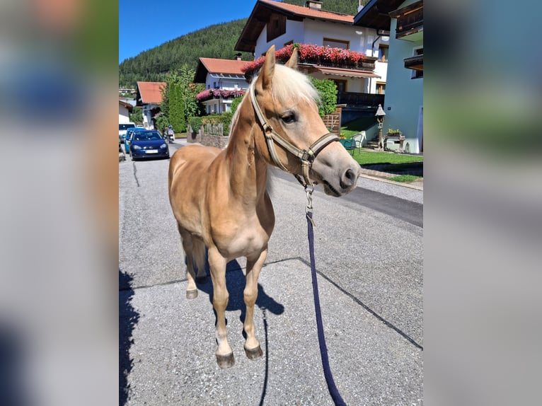 Haflinger Mare 1 year 13.3 hh  in Steinach am Brenner
