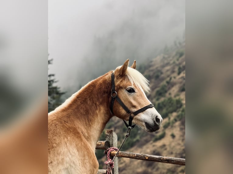 Haflinger Mare 1 year 13.3 hh Chestnut-Red in Bolzano