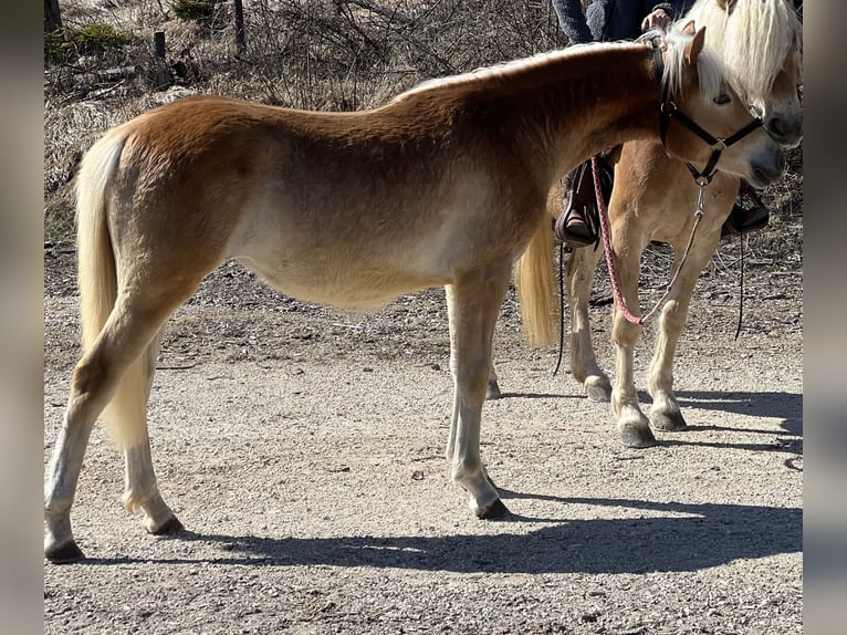 Haflinger Mare 1 year 13.3 hh Chestnut-Red in Bolzano