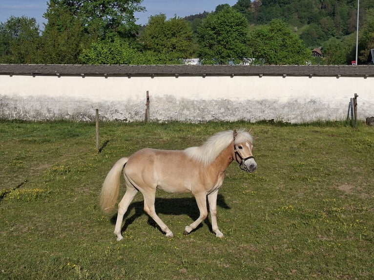 Haflinger Mare 1 year 14.1 hh Chestnut-Red in Aeschlen b. Oberdiessbach