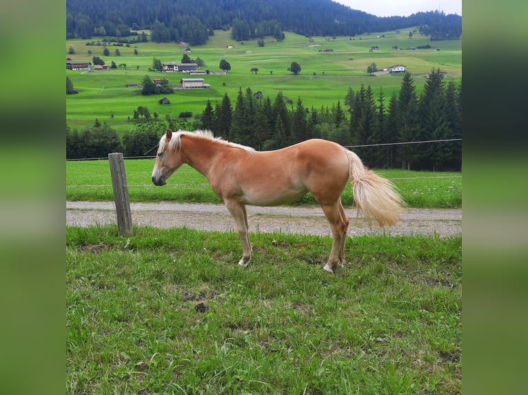 Haflinger Mare 1 year 14,1 hh Palomino in Steinach am Brenner