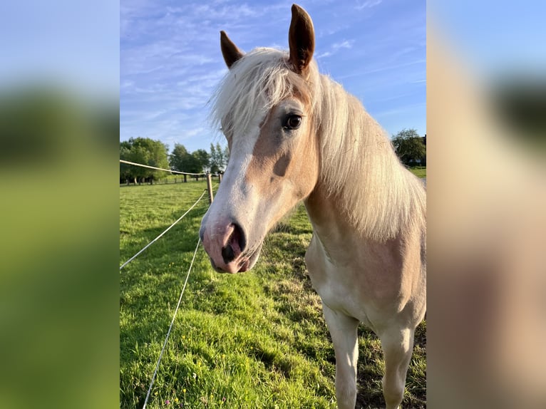 Haflinger Mare 1 year 14,1 hh Sorrel in Waregem