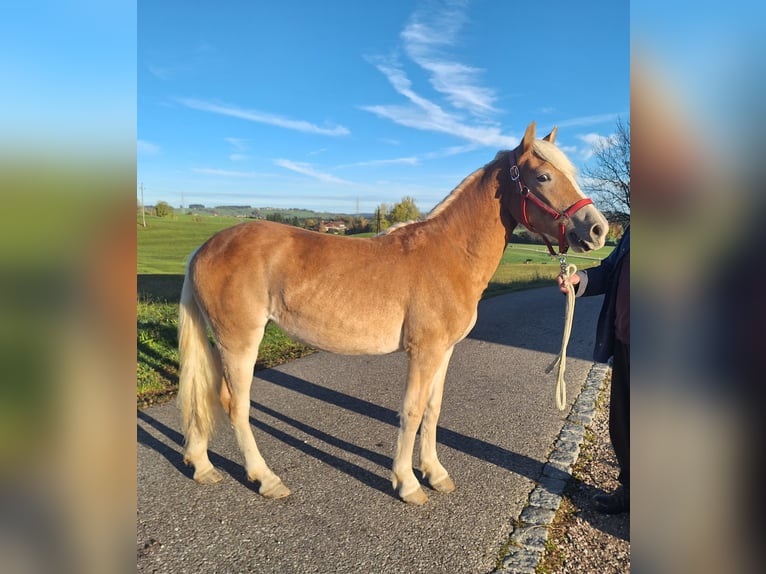 Haflinger Mare 1 year 14,2 hh Chestnut-Red in Oy-Mittelberg