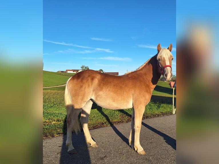 Haflinger Mare 1 year 14,2 hh Chestnut-Red in Oy-Mittelberg