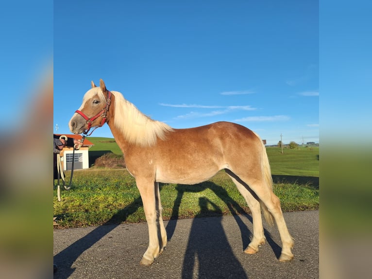 Haflinger Mare 1 year 14,2 hh Chestnut-Red in Oy-Mittelberg