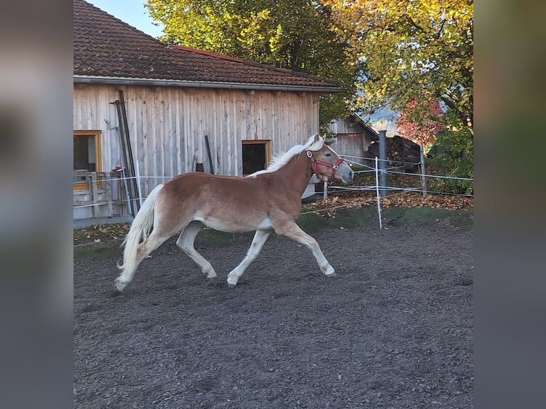 Haflinger Mare 1 year 14,2 hh Chestnut-Red in Oy-Mittelberg