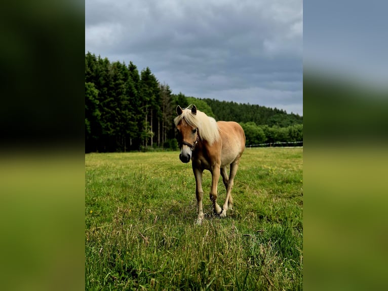 Haflinger Mare 1 year 14,2 hh Chestnut-Red in Altenahr