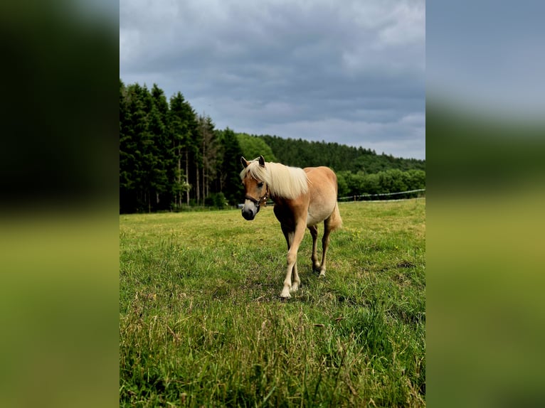 Haflinger Mare 1 year 14,2 hh Chestnut-Red in Altenahr