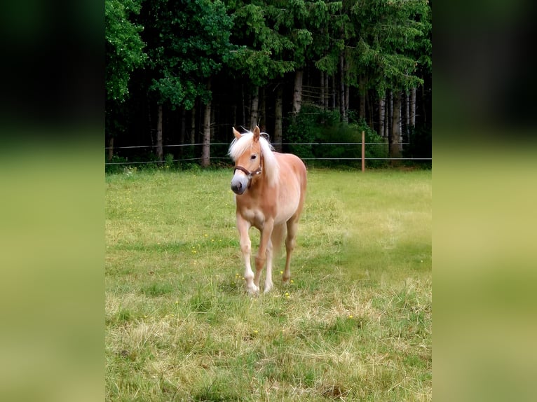 Haflinger Mare 1 year 14,2 hh Chestnut-Red in Altenahr