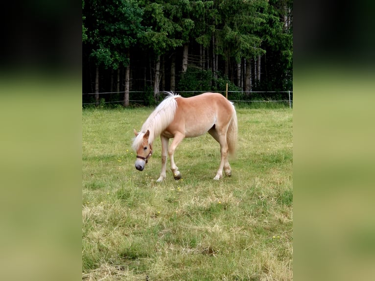 Haflinger Mare 1 year 14,2 hh Chestnut-Red in Altenahr