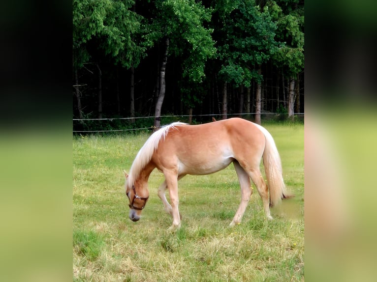 Haflinger Mare 1 year 14,2 hh Chestnut-Red in Altenahr