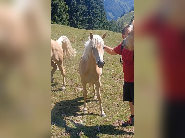 Haflinger Mare 1 year 14.3 hh Sorrel in Lochen am See