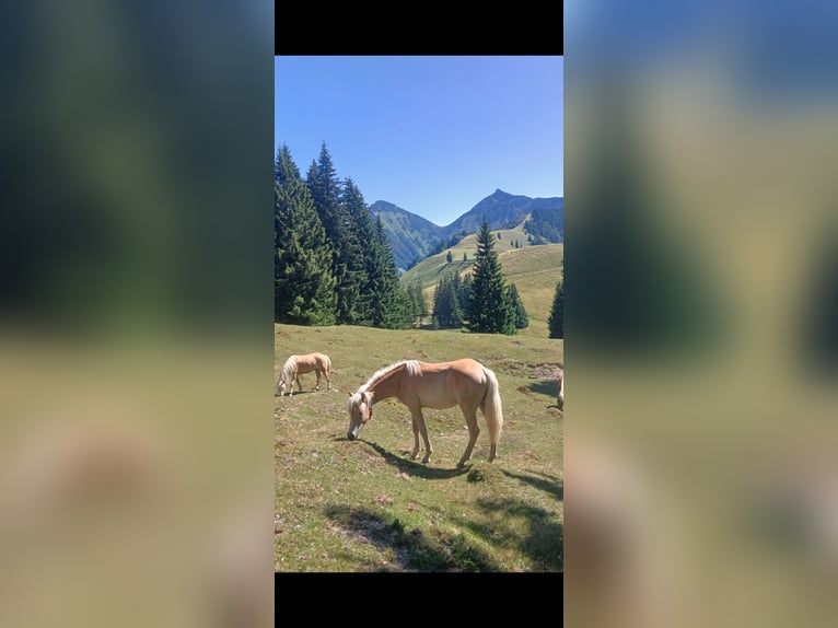 Haflinger Mare 1 year 14.3 hh Sorrel in Lochen am See