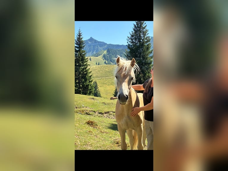 Haflinger Mare 1 year 14.3 hh Sorrel in Lochen am See