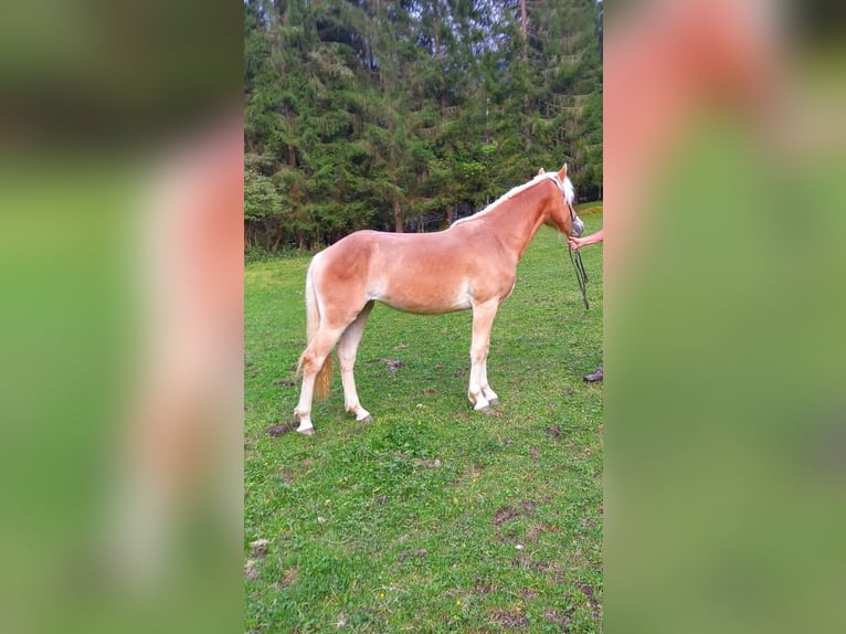 Haflinger Mare 1 year 14 hh Chestnut-Red in Kelchsau