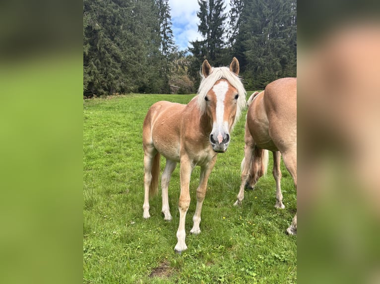 Haflinger Mare 1 year 14 hh Chestnut-Red in Kelchsau