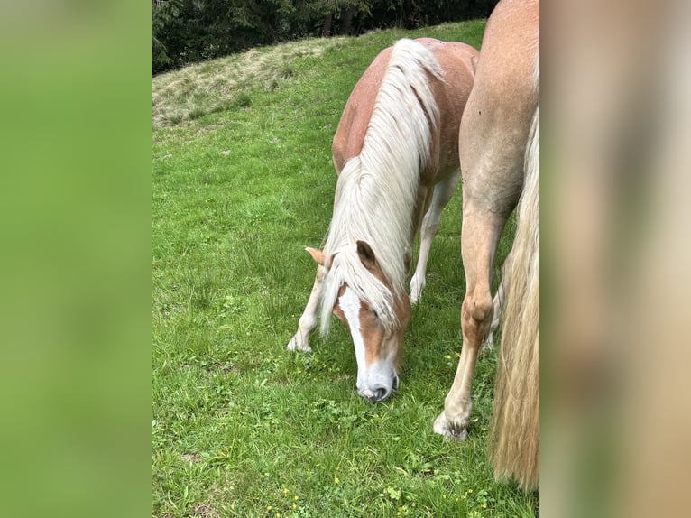 Haflinger Mare 1 year 14 hh Chestnut-Red in Kelchsau