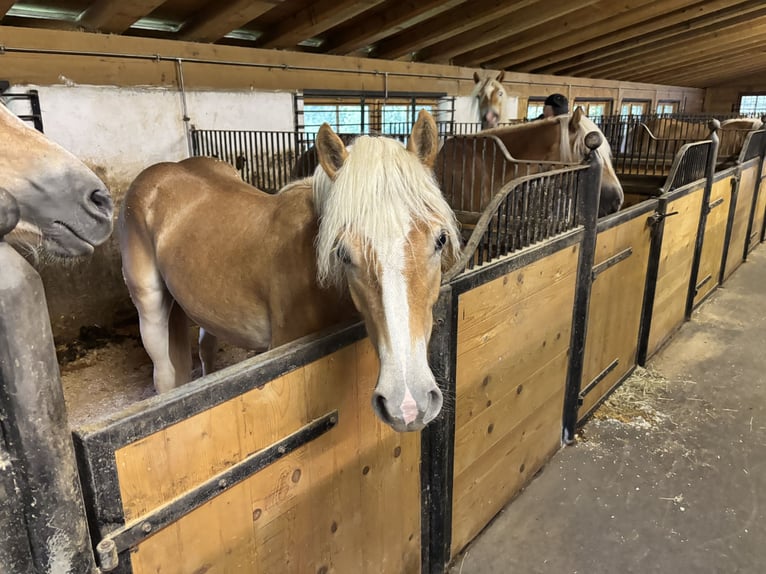 Haflinger Mare 1 year 14 hh Chestnut-Red in Kelchsau