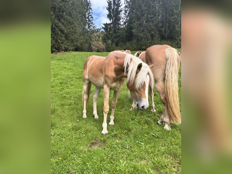 Haflinger Mare 1 year 14 hh Chestnut-Red in Kelchsau