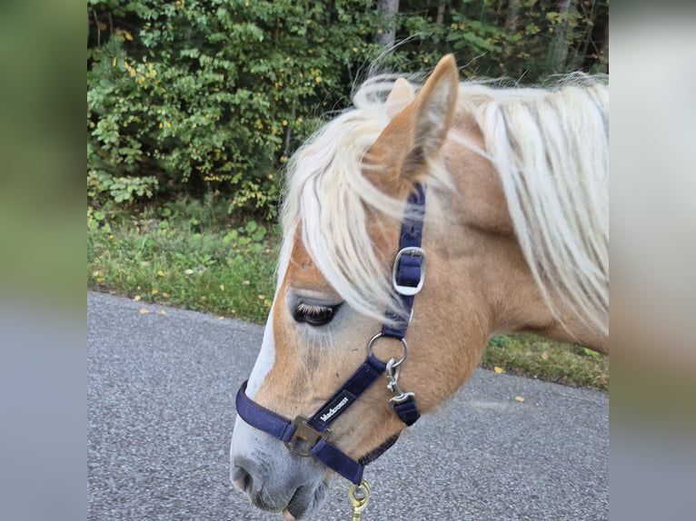 Haflinger Mare 1 year 14,2 hh in Mitterskirchen