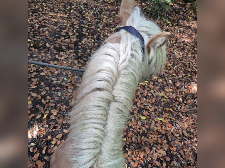 Haflinger Mare 1 year 14,2 hh in Mitterskirchen