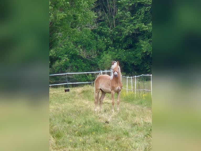Haflinger Mare 1 year 14,2 hh Chestnut-Red in Altenahr