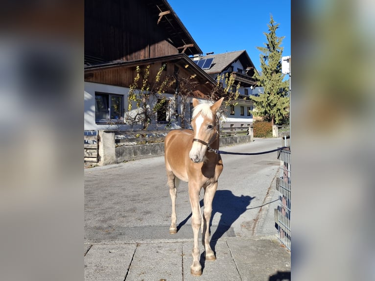 Haflinger Mare 1 year 14,2 hh  in Landeck