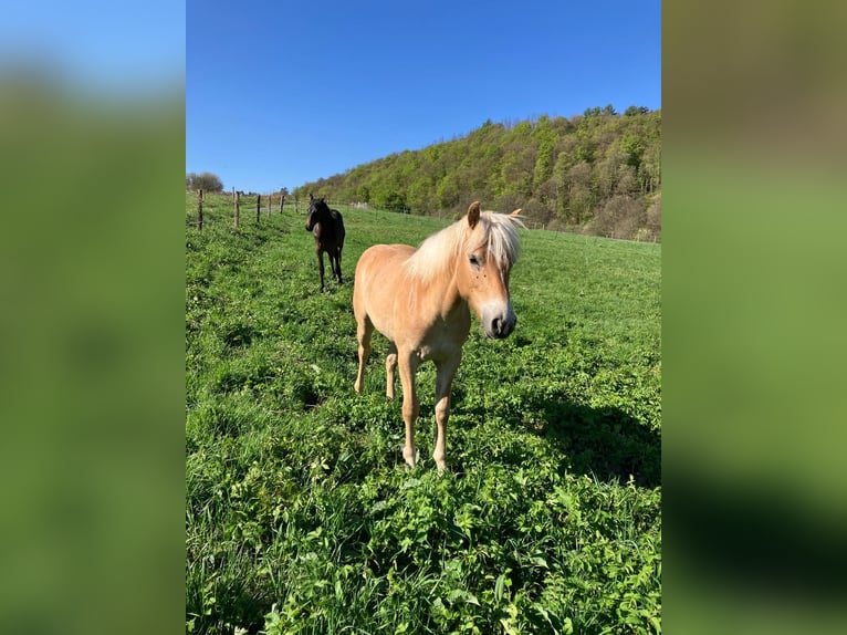 Haflinger Mare 1 year 14,2 hh in Friedewald