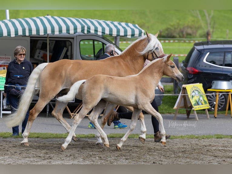 Haflinger Mare 1 year  in Deutschlandsberg