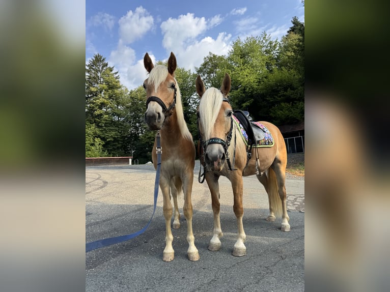Haflinger Mare 1 year  in Deutschlandsberg