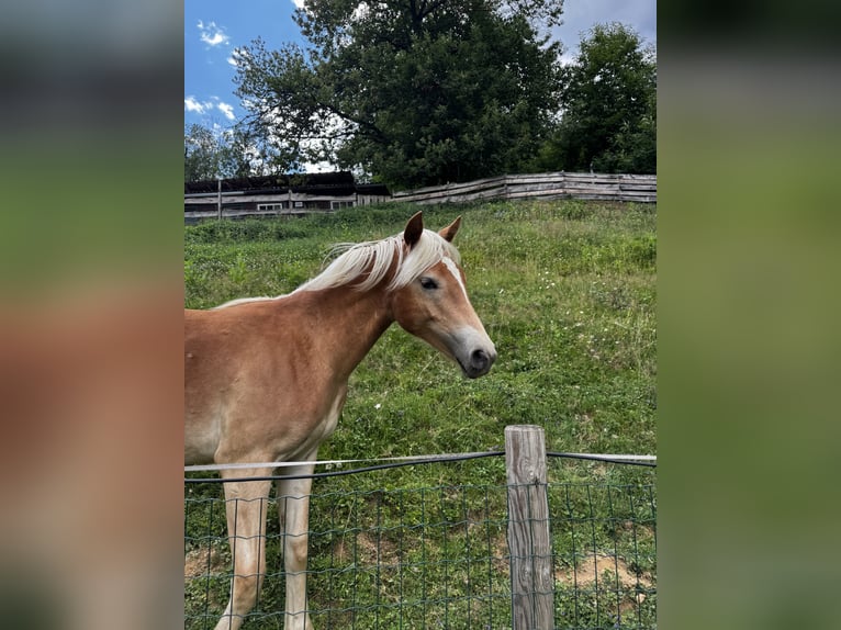 Haflinger Mare 1 year  in Deutschlandsberg