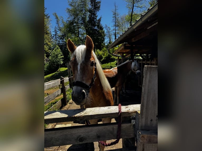 Haflinger Mare 1 year  in Deutschlandsberg
