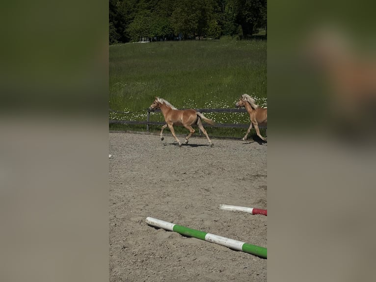 Haflinger Mare 1 year Chestnut-Red in Gleißenberg